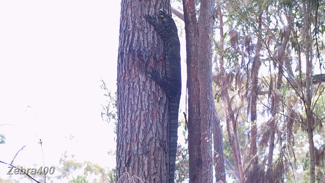 22-Goanna takes a climb up the tree when Laurie drives past in Ben Boyd National Park.JPG